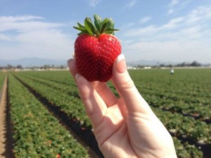 Homemade Strawberry Jam #JustAddStrawberries #California #Travel