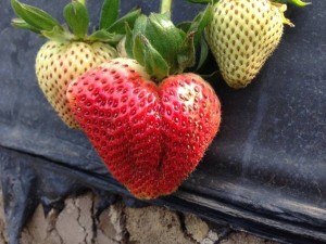 #JustAddStrawberries #California #Travel #spon
