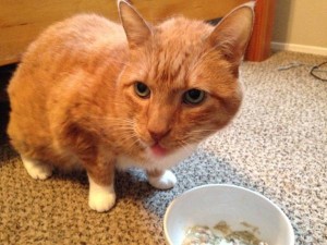 #NutrishForCats #MC #sponsored