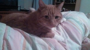 #NutrishForCats #MC #sponsored