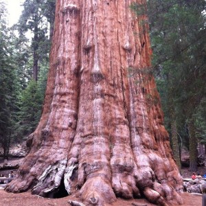 #NaturalDifference #Smuckers #Sequoia #ad