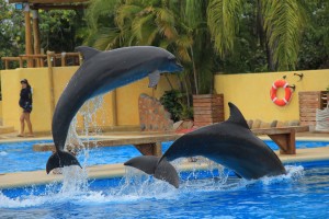 #PuertoVallarta #DolphinSwim #Travel #Honeymoon #Wedding #Carnival #FrankAndShannon