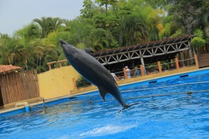 #PuertoVallarta #DolphinSwim #Travel #Honeymoon #Wedding #Carnival #FrankAndShannon