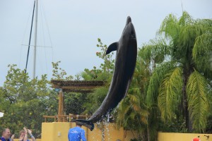 #PuertoVallarta #DolphinSwim #Travel #Honeymoon #Wedding #Carnival #FrankAndShannon