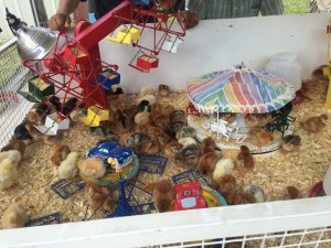#FairFun #CentralCoast #FamilyFun #Travel