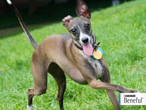 #DreamDogPark #FriendsOfBeneful #Beneful #Dogs #ad