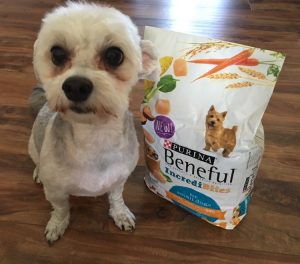 #DreamDogPark #FriendsOfBeneful #Beneful #Dogs #ad