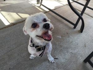 #DreamDogPark #FriendsOfBeneful #Beneful #Dogs #ad