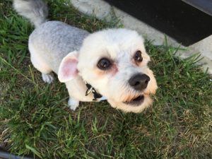 #DreamDogPark #FriendsOfBeneful #Beneful #Dogs #ad