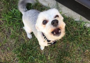 #DreamDogPark #FriendsOfBeneful #Beneful #Dogs #ad