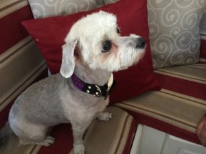 #DreamDogPark #FriendsOfBeneful #Beneful #Dogs #ad