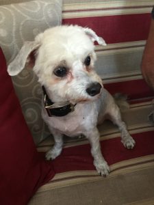 #DreamDogPark #FriendsOfBeneful #Beneful #Dogs #ad