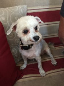 #DreamDogPark #FriendsOfBeneful #Beneful #Dogs #ad