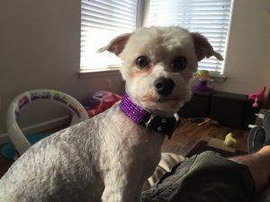 #DreamDogPark #FriendsOfBeneful #Beneful #Dogs #ad
