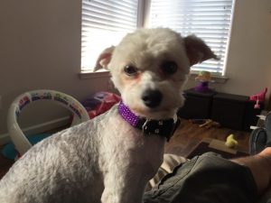 #DreamDogPark #FriendsOfBeneful #Beneful #Dogs #ad