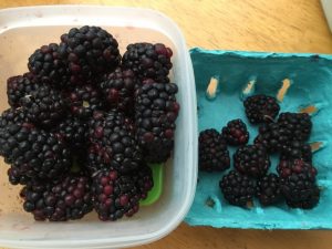 #FreshWorks #Fruit #Fresh #food #Foodie #LongLiveProduce #ad