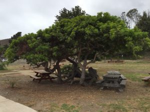 #Camping #RV #RVing #Travel #FamilyTravel #FamilyFun #Refugio #CentralCoast