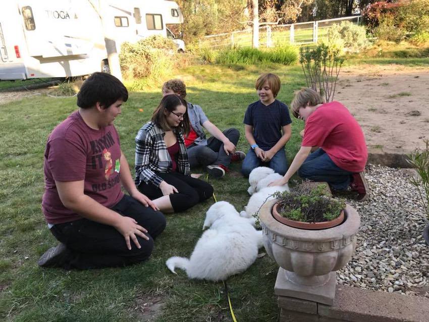 Supreme Source Dog Food #SuperFoodSwitch #dog #blogger #blog #IC #ad