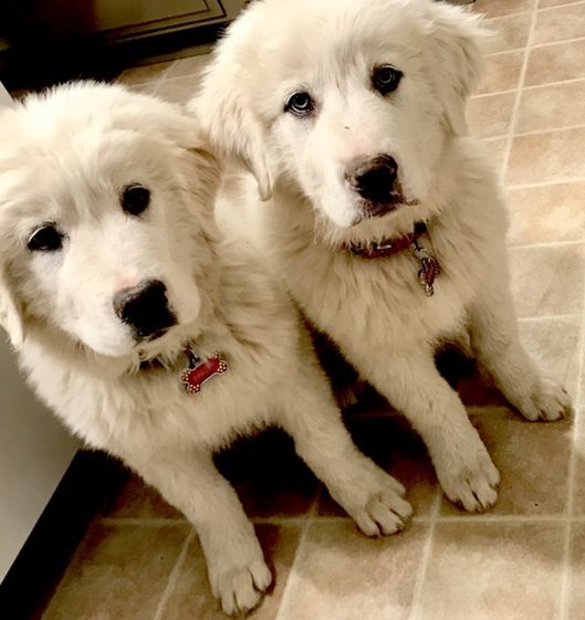 Great Pyrenees Dogs #pyrenees #dogs #puppies #ad