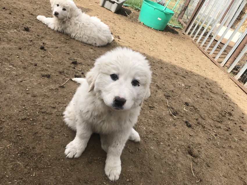 Great Pyrenees Dogs #Pyrenees #dogs #dog #puppy #puppies #ad