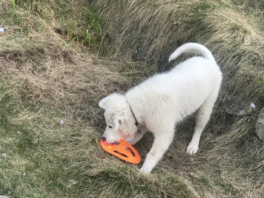 Harts Doggy Toys Pyrenees #Pyrenees #dogs #puppies #toys #ad