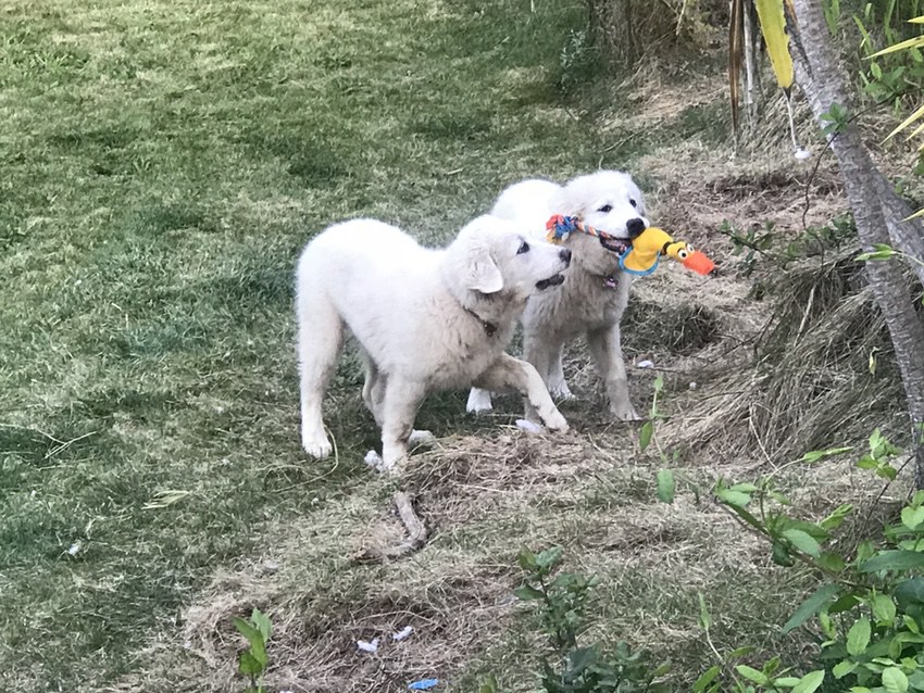 Harts Doggy Toys Pyrenees #Pyrenees #dogs #puppies #toys #ad