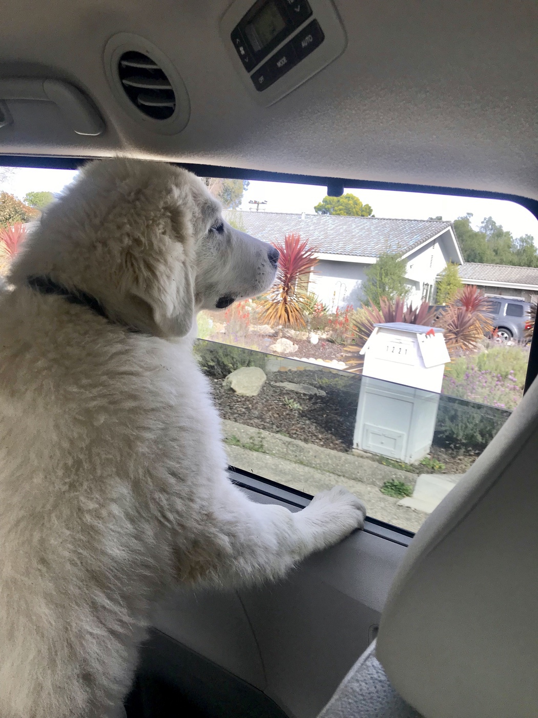 Milo's Kitchen Dog Treats #MilosKitchen #dogs #ad