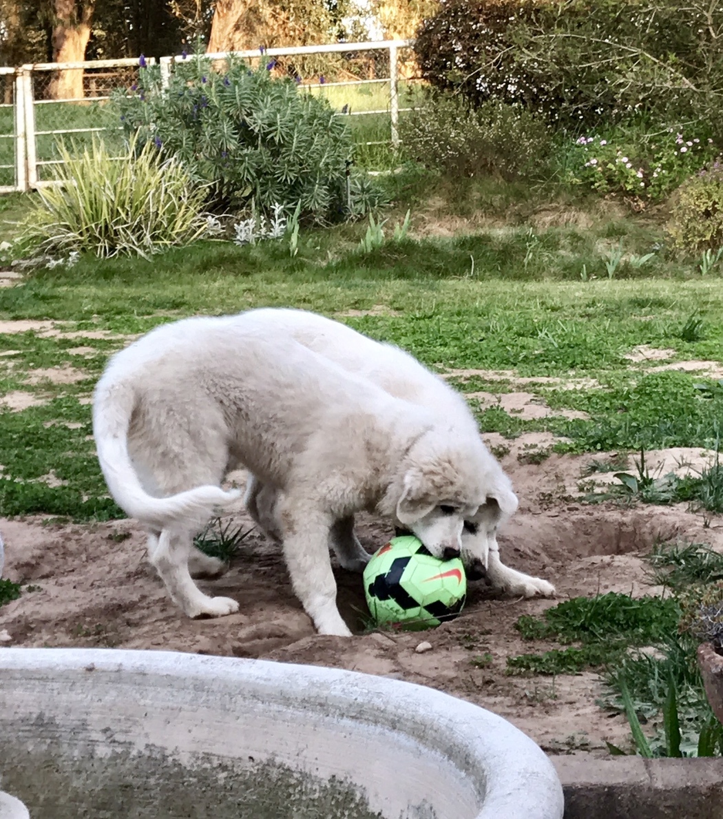 Milo's Kitchen Dog Treats #MilosKitchen #dogs #ad