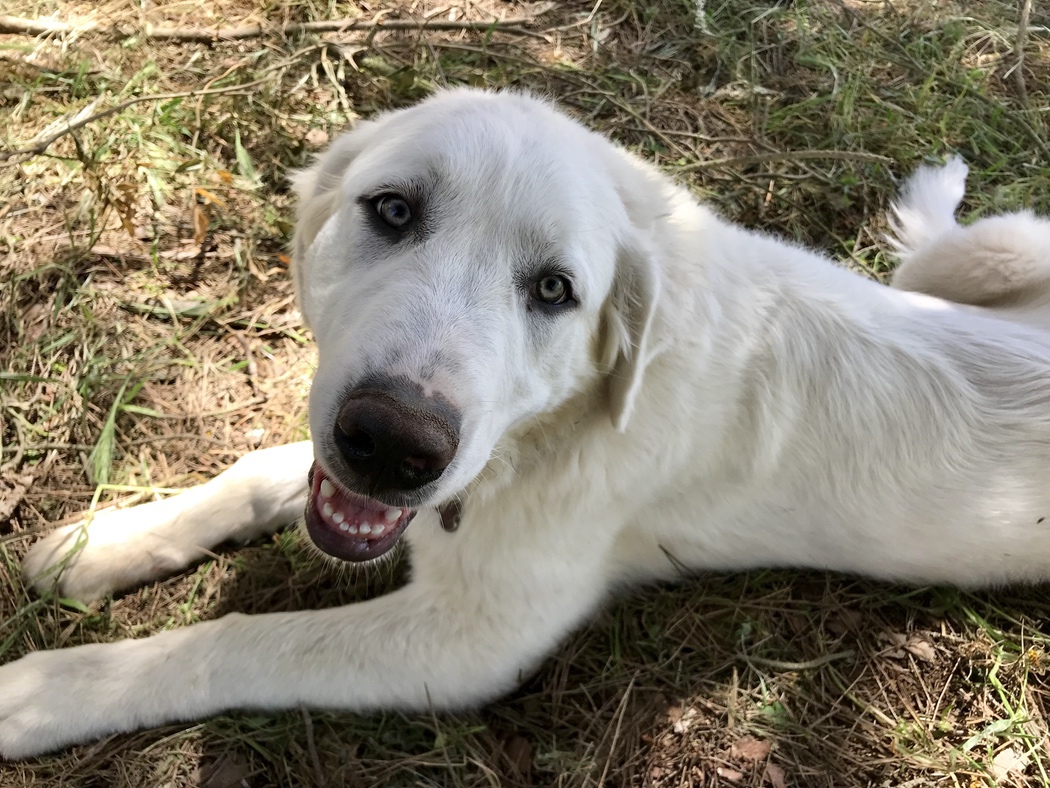 Milo's Kitchen Dog Treats #MilosKitchen #dogs #ad