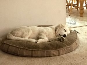 Milo's Kitchen Dog Treats #MilosKitchen #dogs #ad
