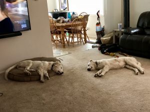Milo's Kitchen Dog Treats #MilosKitchen #dogs #ad