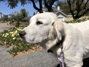 Milo's Kitchen Dog Treats #MilosKitchen #dogs #ad