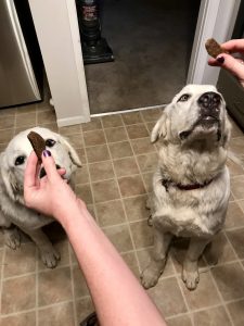 Milo's Kitchen Dog Treats #MilosKitchen #dogs #ad
