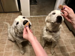 Milo's Kitchen Dog Treats #MilosKitchen #dogs #ad