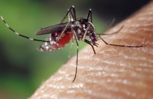 Summer Camping #summer #camp #camping #StayAwayMosquitoes #ad