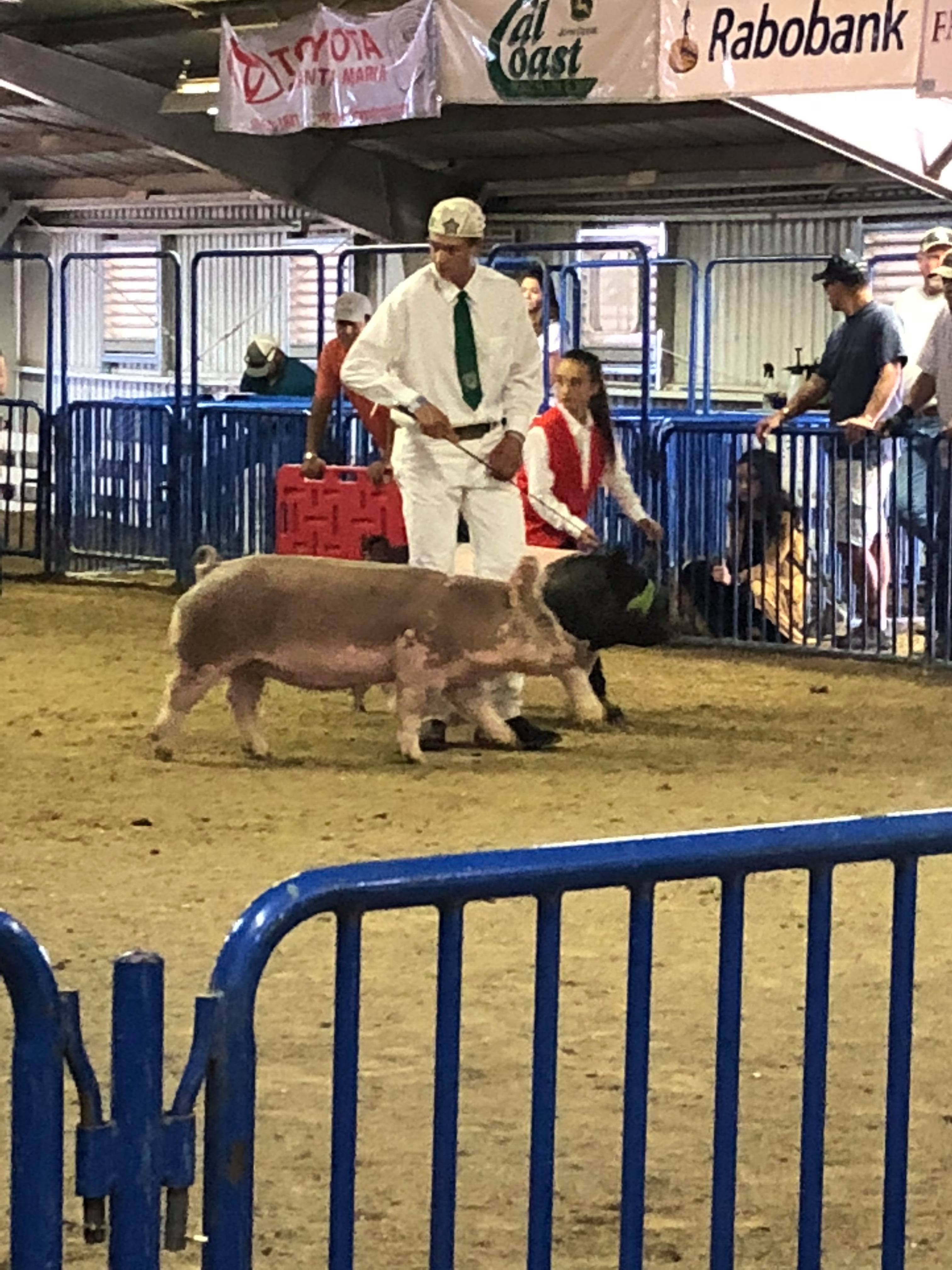 Santa Barbara County Fair #fair #fun #familyfun #amusementpark #blog #blogger #bloggermom #momblogger #savings