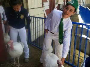 Santa Barbara County Fair #fair #fun #familyfun #amusementpark #blog #blogger #bloggermom #momblogger #savings