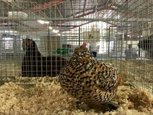 Santa Barbara County Fair #fair #fun #familyfun #amusementpark #blog #blogger #bloggermom #momblogger #savings