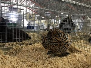 Santa Barbara County Fair #fair #fun #familyfun #amusementpark #blog #blogger #bloggermom #momblogger #savings