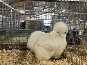 Santa Barbara County Fair #fair #fun #familyfun #amusementpark #blog #blogger #bloggermom #momblogger #savings