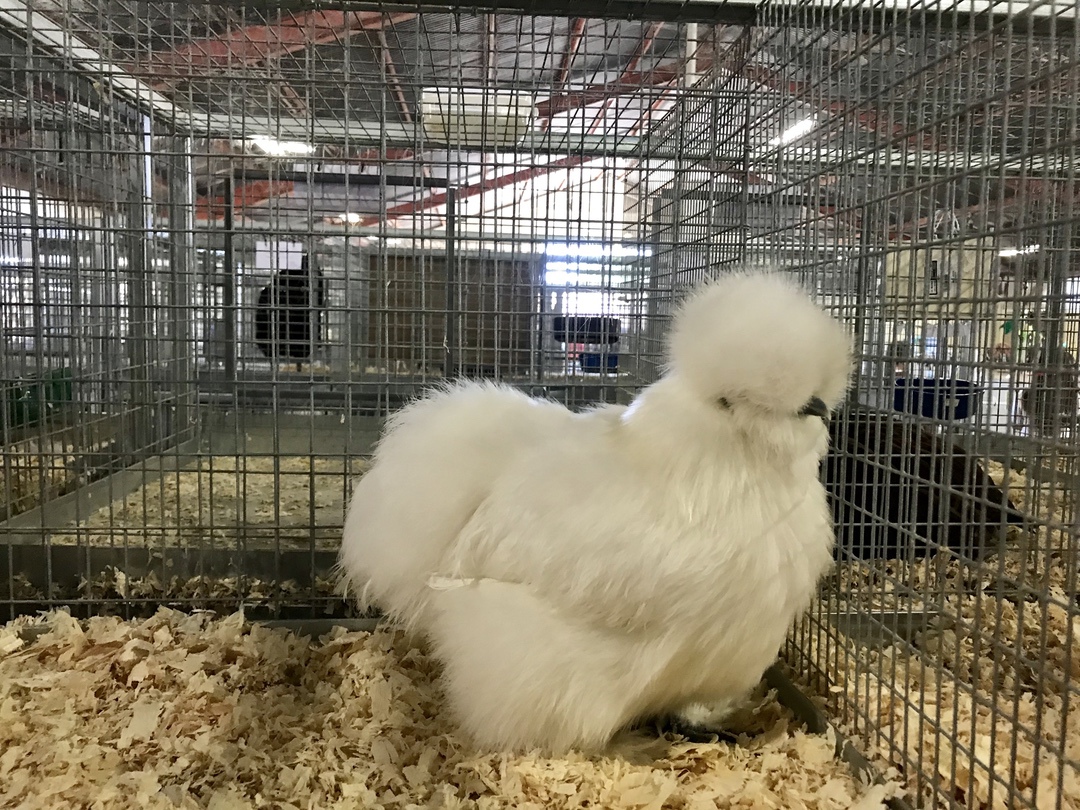 Santa Barbara County Fair #fair #fun #familyfun #amusementpark #blog #blogger #bloggermom #momblogger #savings