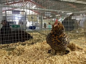 Santa Barbara County Fair #fair #fun #familyfun #amusementpark #blog #blogger #bloggermom #momblogger #savings