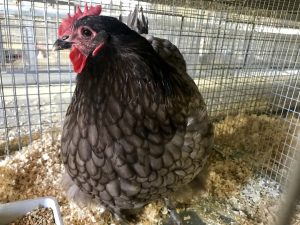 Santa Barbara County Fair #fair #fun #familyfun #amusementpark #blog #blogger #bloggermom #momblogger #savings