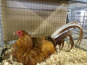 Santa Barbara County Fair #fair #fun #familyfun #amusementpark #blog #blogger #bloggermom #momblogger #savings