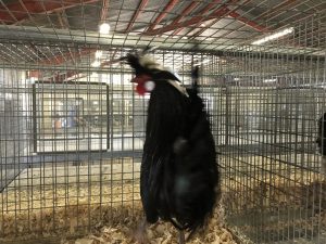 Santa Barbara County Fair #fair #fun #familyfun #amusementpark #blog #blogger #bloggermom #momblogger #savings