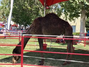 Santa Barbara County Fair #fair #fun #familyfun #amusementpark #blog #blogger #bloggermom #momblogger #savings
