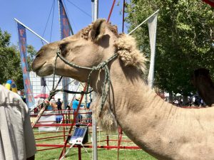 Santa Barbara County Fair #fair #fun #familyfun #amusementpark #blog #blogger #bloggermom #momblogger #savings
