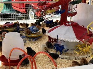 Santa Barbara County Fair #fair #fun #familyfun #amusementpark #blog #blogger #bloggermom #momblogger #savings