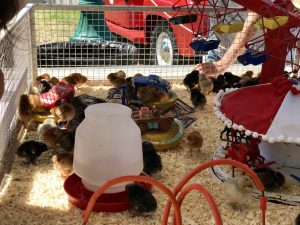 Santa Barbara County Fair #fair #fun #familyfun #amusementpark #blog #blogger #bloggermom #momblogger #savings