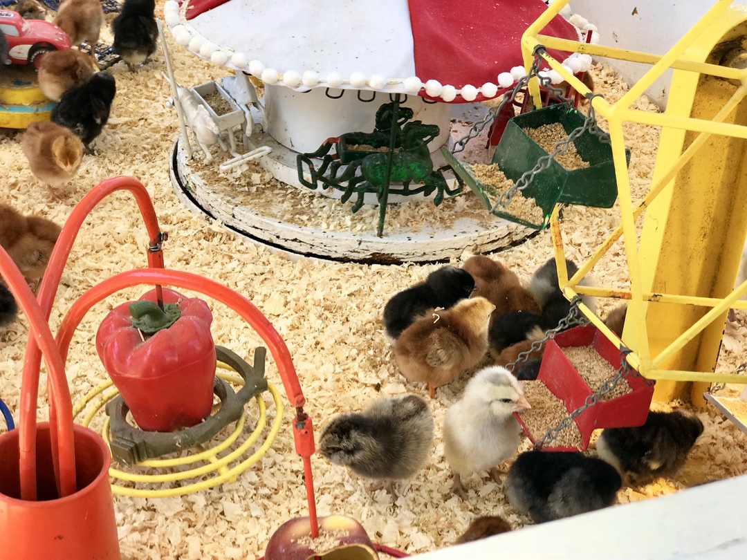 Santa Barbara County Fair #fair #fun #familyfun #amusementpark #blog #blogger #bloggermom #momblogger #savings